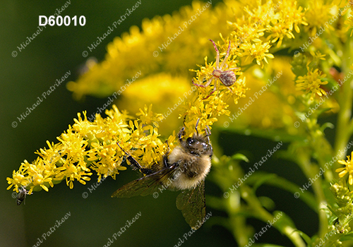 Goldenrod Crab Spider (Misumena vatia)